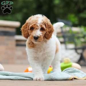 Millie, Standard Poodle Puppy
